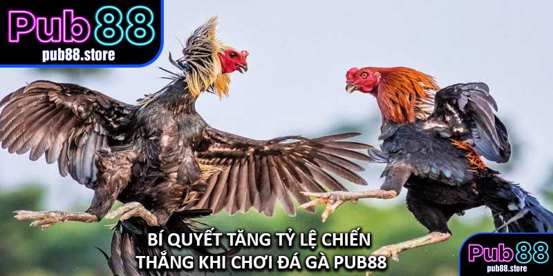 Bí Quyết Tăng Tỷ Lệ Chiến Thắng Khi Chơi Đá Gà PUB88