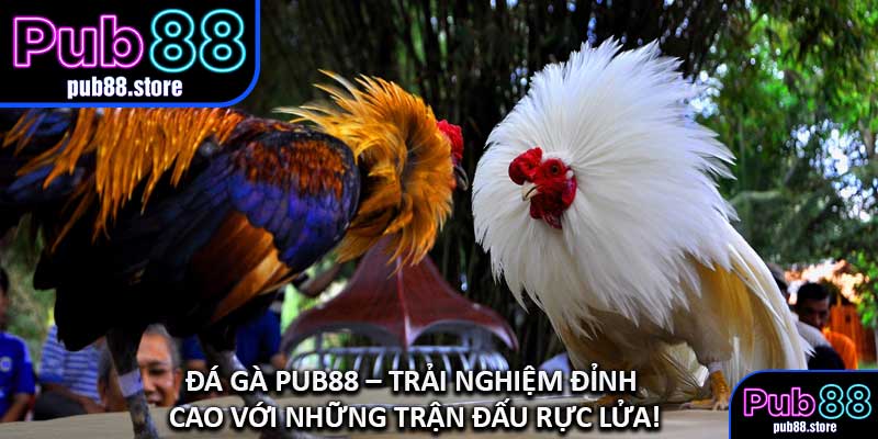 Đá Gà PUB88 – Trải Nghiệm Đỉnh Cao Với Những Trận Đấu Rực Lửa!