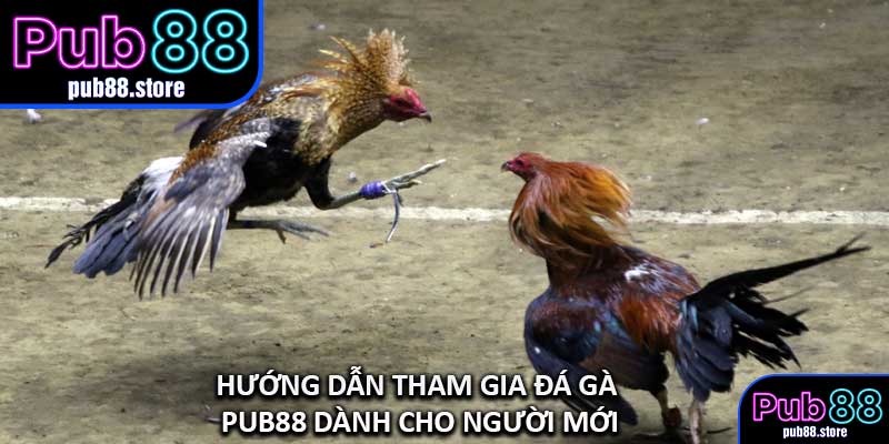 Hướng Dẫn Tham Gia Đá Gà PUB88 Dành Cho Người Mới
