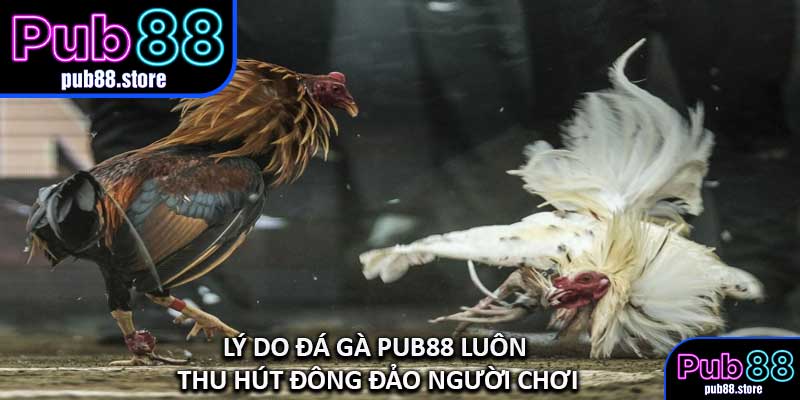 Lý Do Đá Gà PUB88 Luôn Thu Hút Đông Đảo Người Chơi