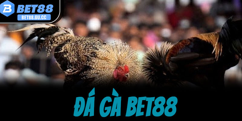Hỏi & Đáp về Đá Gà Bet88: Quy định đặt cược, các hình thức đấu và tỷ lệ ăn thưởng