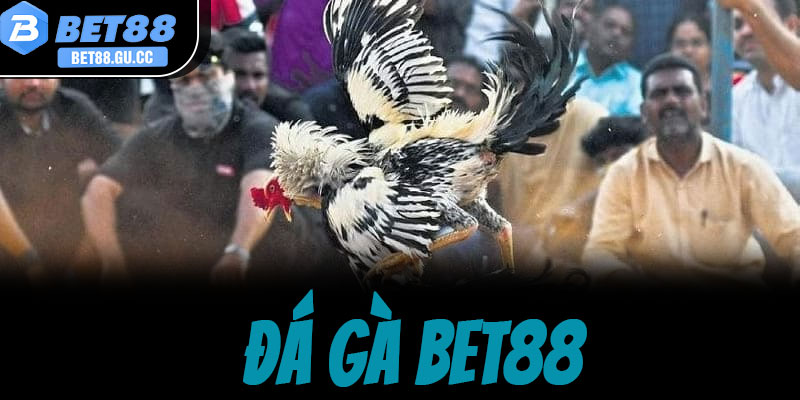 Giới thiệu sảnh cược đá gà bet88 đỉnh cao năm 2026