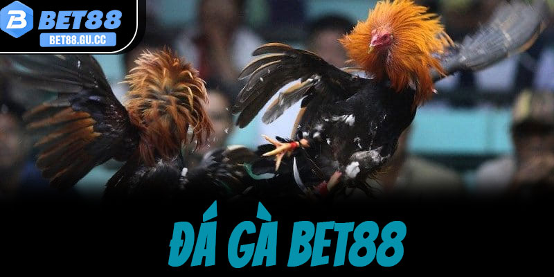 Đá gà bet88 - Xem trực tiếp & cá cược kê sư đỉnh cao 2026